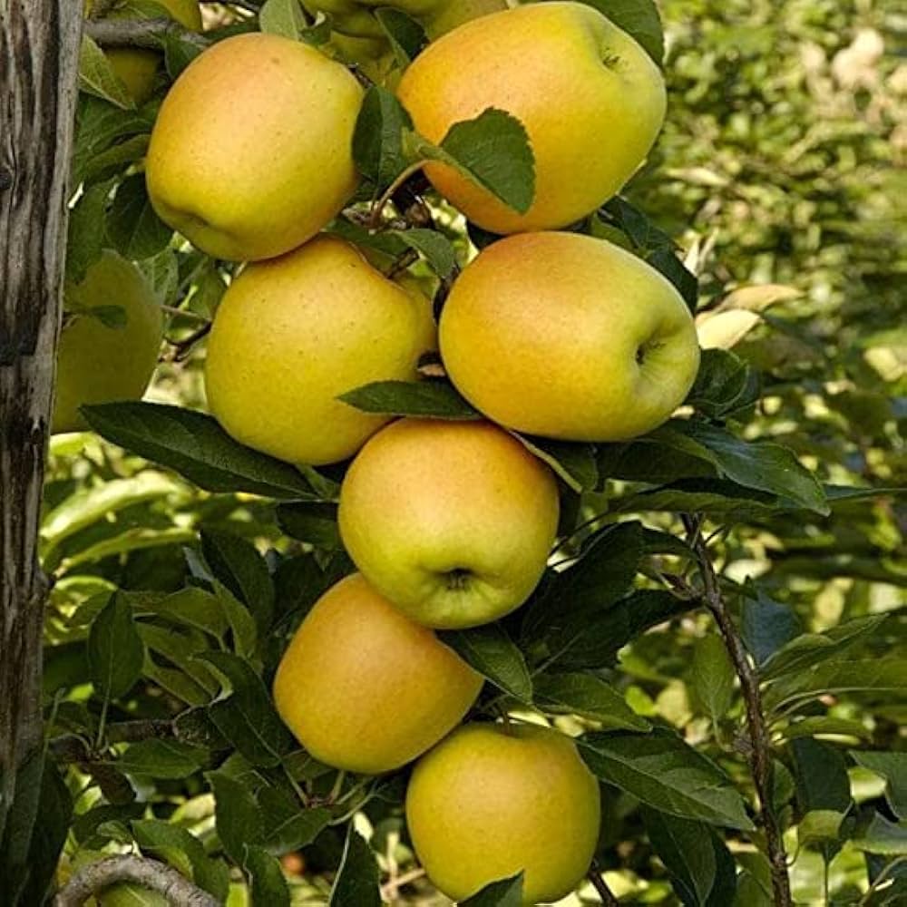 Golden Delicious Apples
