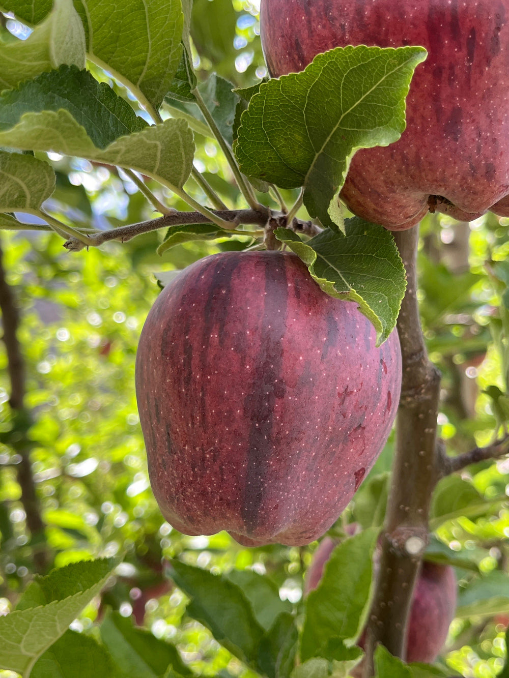 Royal Delicious Apples