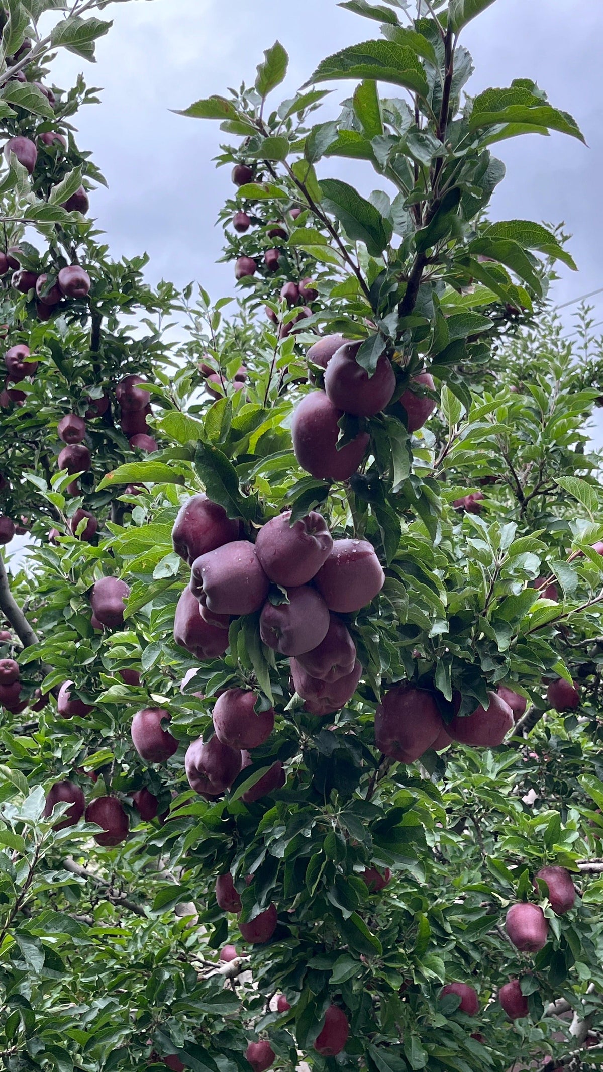 Scarlett Spur Apples