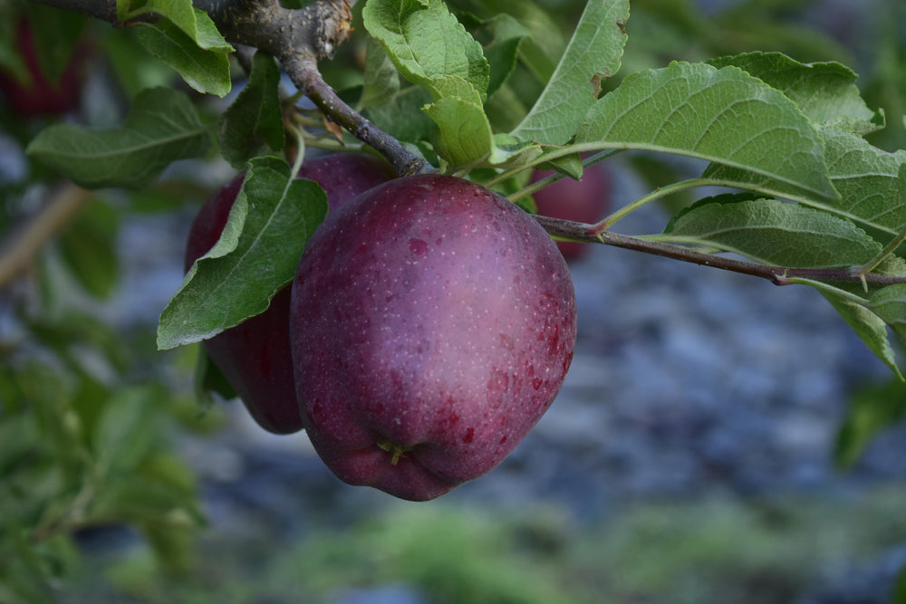 Black Royal Apple