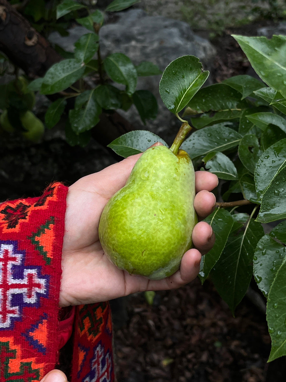 Organic Bartlett Pears