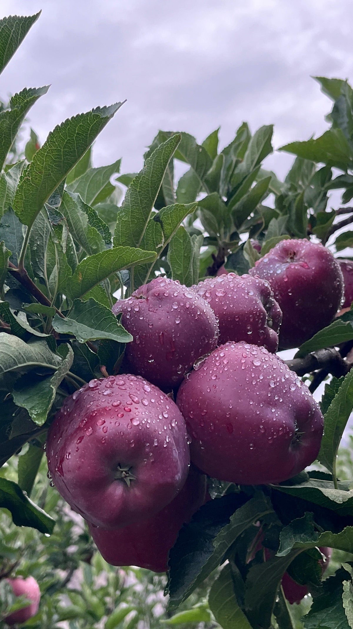 Scarlett Spur Apples