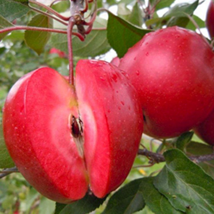Redlove Apples