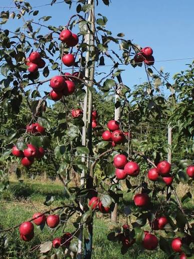 Redlove Apples