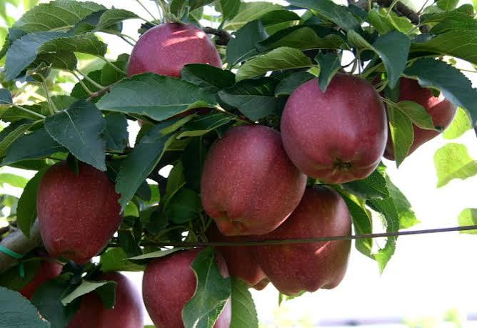 Scarlett Spur Apples