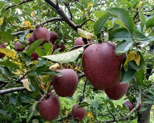 Black Royal Apple