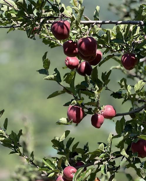 Black Royal Apple