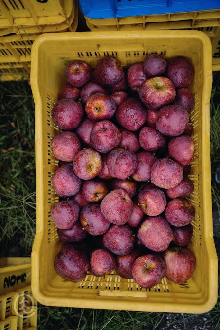 Royal Delicious Apples